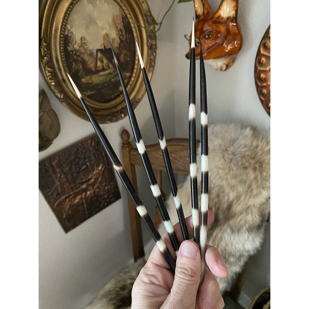South Africa Porcupine Quills FAT 10” Quills, 5 Pieces